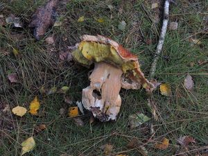 Klikni pro velký obrázek