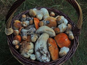 Klikni pro velký obrázek