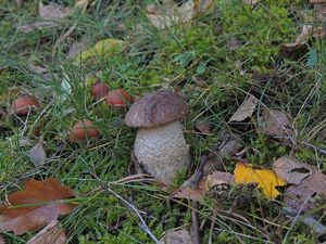 Klikni pro velký obrázek