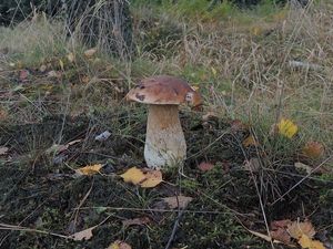 Klikni pro velký obrázek