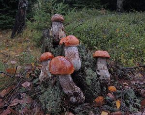 Klikni pro velký obrázek