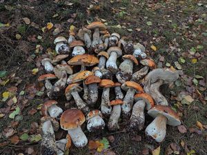 Klikni pro velký obrázek