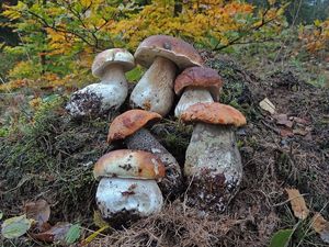 Klikni pro velký obrázek