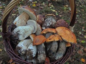 Klikni pro velký obrázek