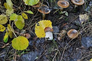 Klikni pro velký obrázek