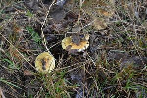 Klikni pro velký obrázek