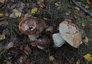 Klikni pro velký obrázek