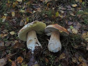 Klikni pro velký obrázek