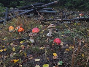 Klikni pro velký obrázek