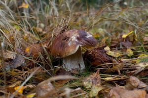 Klikni pro velký obrázek