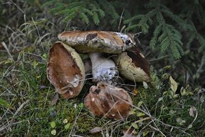 Klikni pro velký obrázek