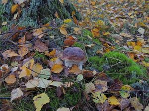 Klikni pro velký obrázek