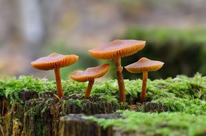 Čepičatka jehličnanová - Galerina marginata  (Batsch) Kühner 1935