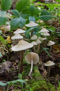 Helmovka tuhonohá - Mycena galericulata (Scop.) Gray 1821