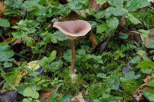 Strmělka číškovitá - Pseudoclitocybe cyathiformis ( Bull.) Singer