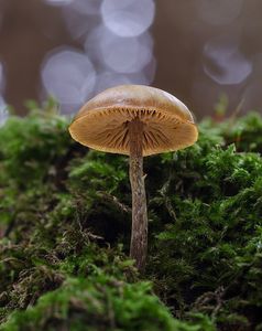 Čepičatka jehličnanová - Galerina marginata  (Batsch) Kühner 1935