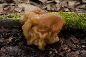 Klikni pro velký obrázek