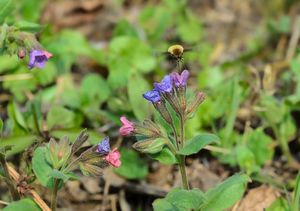 Plicník lékařský (Pulmonaria officinalis)