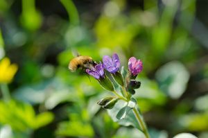 Plicník lékařský (Pulmonaria officinalis)