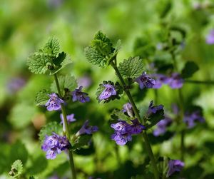 Popenec obecný (Glechoma hederacea)