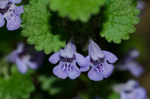 Popenec obecný (Glechoma hederacea)