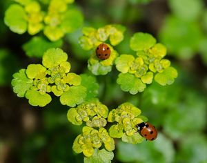 Mokrýš střídavolistý (Chrysosplenium alternifolium L.)