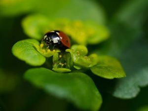 Mokrýš střídavolistý (Chrysosplenium alternifolium L.)