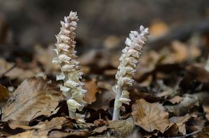 Podbílek šupinatý (Lathraea squmaria)