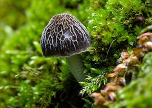 Štítovka Thomsonova - Pluteus thomsonii (Berk. & Broome) Dennis 1948