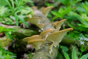 Choroš voštinovitý - Polyporus alveolaris  (DC.) Bondartsev & Sing