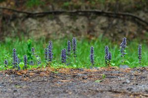 Zběhovec plazivý (Ajuga reptans)