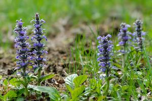 Zběhovec plazivý (Ajuga reptans)