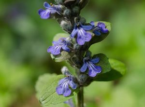 Zběhovec plazivý (Ajuga reptans)