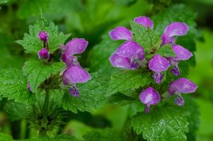 Hluchavka nachová  (Lamium purpureum)