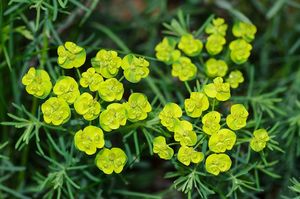 Pryšec chvojka (Euphorbia cyparissias)