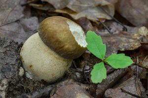Hřib dubový - Boletus reticulatus Schaeff. 1774