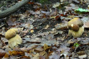 Hřib dubový - Boletus reticulatus Schaeff. 1774