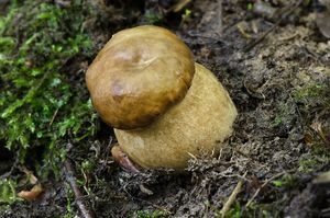 Hřib dubový - Boletus reticulatus Schaeff. 1774