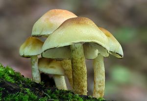Třepenitka svazčitá - Hypholoma fasciculare  (Huds.) P. Kumm. 1871