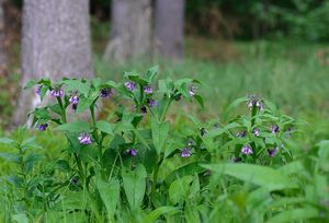 Kostival lékařský (Symphytum officinale)