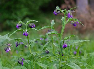 Kostival lékařský (Symphytum officinale)