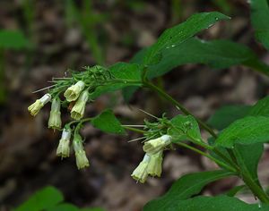 Kostival hlíznatý (Symphytum tuberosum)