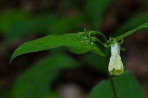 Kostival hlíznatý (Symphytum tuberosum)