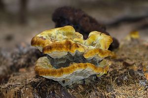 Hnědák Schweinitzův - Phaeolus schweinitzii (Fr.) Pat. 1900