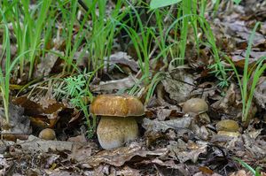 Hřib dubový - Boletus reticulatus Schaeff. 1774
