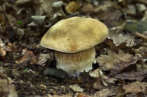 Hřib dubový - Boletus reticulatus Schaeff. 1774