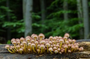 Helmovka žlutonohá - Mycena renati Quél. 1886