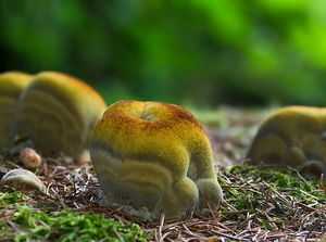 Hnědák Schweinitzův - Phaeolus schweinitzii (Fr.) Pat. 1900