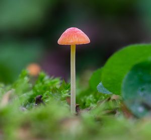 Helmovka jehličkovitá - Mycena acicula (Schaeff.) P. Kumm. 1871