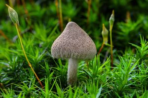 Vláknice plsťovitá - Inocybe lacera